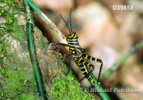 Giant Red-winged Grasshopper (Tropidacris cristata)